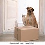 Image result for Deploy This Package Cat Meme
