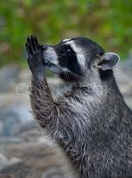 Image result for Cute Animals Praying