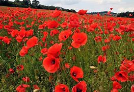 Image result for Remembrance Day Poppies