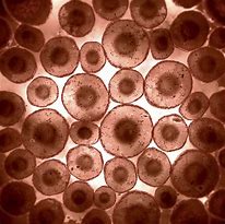 Image result for Cells Under Microscope Ciircle