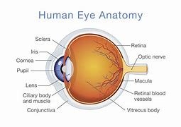 Image result for Inside Human Eye