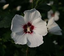 Image result for Hibiscus syr. Monstrosus
