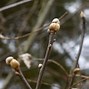 Image result for Corylus