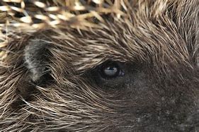 Image result for Hedgehog Eyes