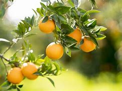 Image result for Types of Orange Trees