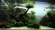 amano aquascape visite live planted aquarium aquascape par aqua design amano aquascape visite live planted aquarium aquascape par aqua design
