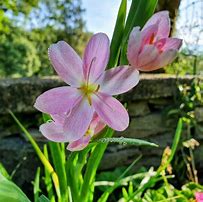 Bildergebnis für Schizostylis coccinea Alba