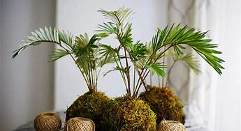 Image result for Sphagnum Mosses