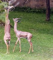 Image result for Gazelle Running