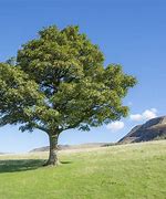 Image result for 6 Cubic Feet Trees