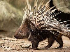 Image result for Porcupine Quills