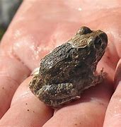 Image result for Rarest Frog in the World