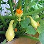 Image result for Yellow Crookneck Squash and Zucchini