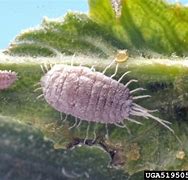 Image result for "longtailed-mealybug"