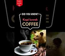 Image result for Kopi Luwak Weird Coffee