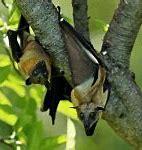 Image result for Albino Fruit Bat