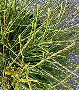 Image result for Thuja Whipcord How to Shape