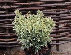 Image result for Chamaecyparis lawsoniana Pearly Swirls