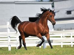 Image result for Morgan Horse Roan