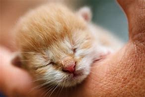 Image result for Kitten with a Phone