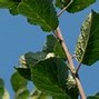 Image result for Prunus domestica Mirabelle De Nancy