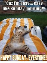 Image result for Sunday Morning Cat