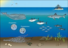 Image result for Ecosystem Evolution