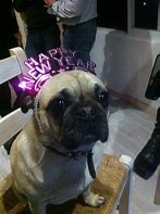 Image result for New Year Pug Meme