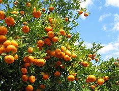 Image result for Lots of Oranges
