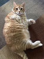 Image result for Chonker Animals