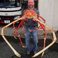 Image result for Giant Sea Spider Crab