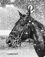Image result for Taurus Bomber Harness Racing