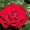 Image result for Rose Red Color