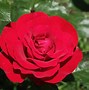 Image result for red roses