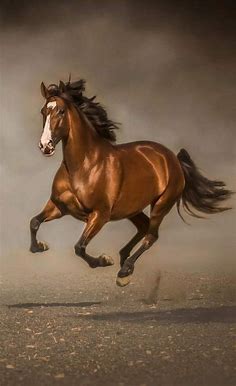 Pin by Sidou seydou on Des êtres qu' on chérisse tant | Beautiful horses, Horse wallpaper, Beautiful arabian horses