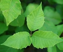 Image result for Poison Ivy Photos