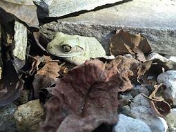 Image result for Albino Tree Frog