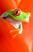 Image result for Different Types of Tree Frogs