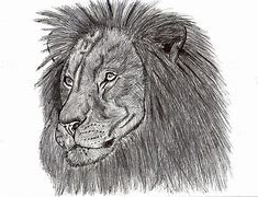 Image result for Lion Ink Drawing