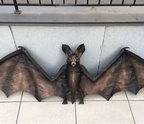 Image result for How to Make a Bat Prop