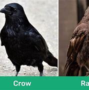Image result for Difference Between Crows Rooks and Ravens