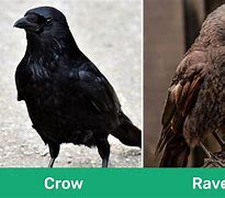 Image result for Raven Compared to Crow