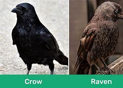 Image result for Raven and Crow Feathers