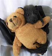 Image result for Cute Bat Pet