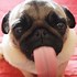 Image result for Pug Tongue