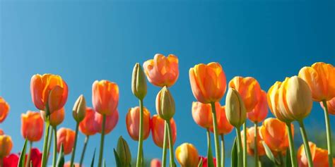 Image result for Basic CSS Layout