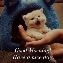 Image result for Good Day Cat Meme