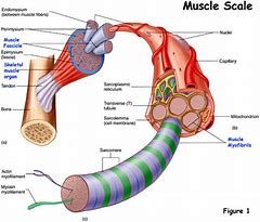 Image result for Smallest to Largest Muscle