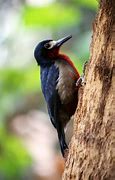 Image result for Melanerpes portoricensis