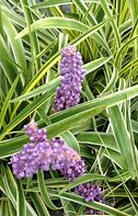 Image result for Liriope muscari Silvery Sunproof